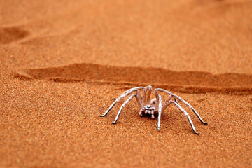 dancing white lady spider - Namibia Africa
