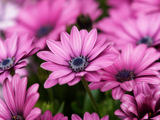 Dimorphotheca ecklonis -  Cape marguerite or african daisy with a dark blue center and purple pink petals