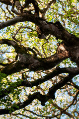 Fototapeta premium Milkwood trees creating lovely shade.