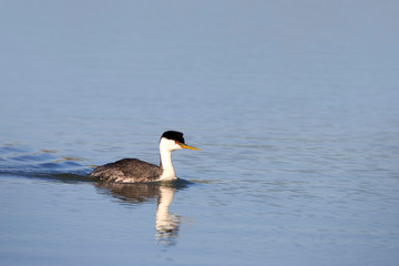 Western Grebe