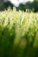 Textures in grass.