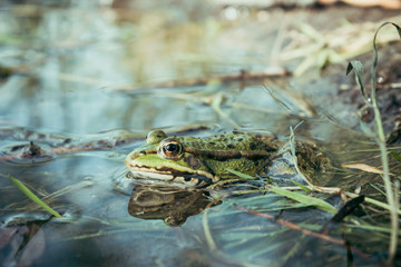 frog sitting in the water