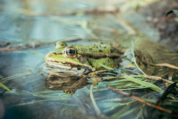 frog sitting in the water 2