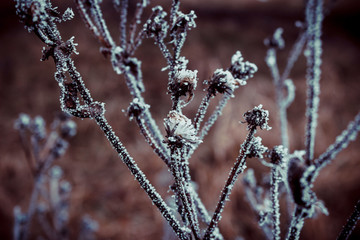 plants in the winter in a white frost 2