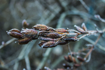 plants in the winter in a white frost