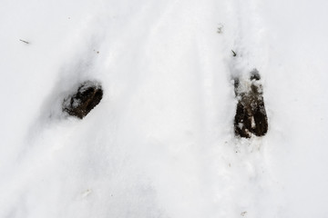 Whitetail deer tracks in snow