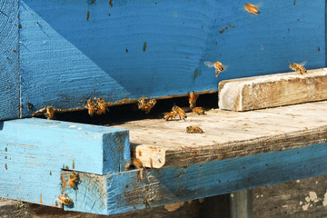 honey production in summer