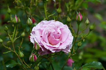 Wild rose blooming flower with green leaf in the garden. Photo for wallpaper and greeting card