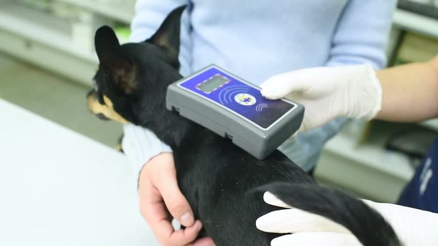The vet checks the dog of the Pinscher on the microchip. Animal ID
