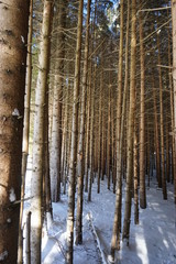 la neve  tra gli alberi