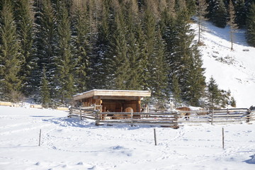 Un rifugio per i lama © Luciana