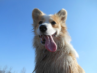 Happy and active Welsh Corgi dog in sunny summer day