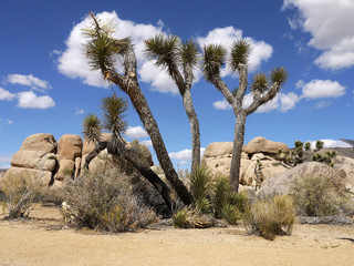 Fototapeta na wymiar joshua tree national park california - USA America