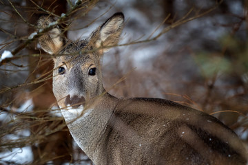 Wild roe deer in winter nature. Capreolus capreolus.