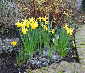 Spring flowers. Yellow daffodils.