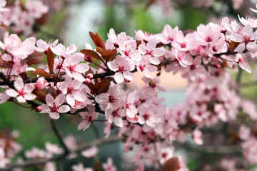 Obraz premium Pink flowers on a tree. Cherry blossom at the park. Spring sunny day