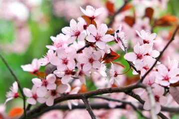 Pink flowers on a tree. Cherry blossom at the park. Spring sunny day