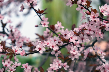Fototapeta na wymiar Pink flowers on a tree. Cherry blossom at the park. Spring sunny day