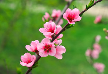 Fototapeta premium Pink flowers on a tree. Peach blossom at the park. Spring sunny day