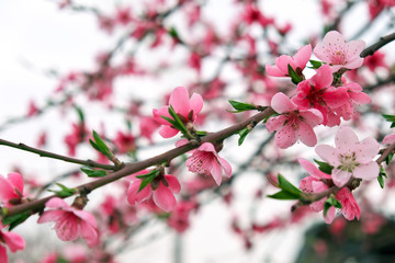 Naklejka na ściany i meble Pink flowers on a tree. Cherry blossom at the park. Spring sunny day