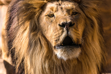 Lion