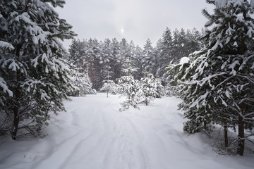 Serene winter landscape. Empty path in deep snow in coniferous forest in sullen day