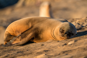 Fototapeta premium Sea Lion on the Beach in California