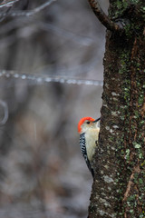 Red-bellied Male Woodpecker On Tree Trunk