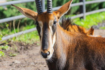 Sable antelope (Hippotragus niger) ooks in a camera lens. Close up. Space for text