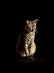 cat on black background in a temple