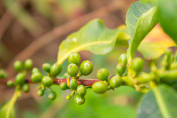 Close-Up Of Fresh Coffee Fruits Growing In Farm