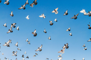 flock of pigeons in the blue sky