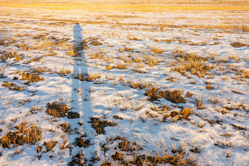 frozen wetland, winter field, a lot of snow fell after a snowstorm, cold weather, dry autumn, tall grass bends under the weight of snowdrifts, natural landscape, background texture