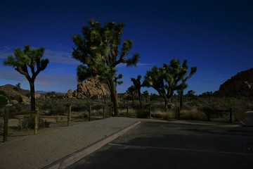 Fototapeta premium Joshua Tree National Park nighttime view