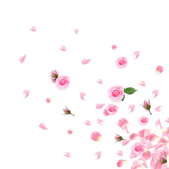 Background with realistic pink rose and rose petals. Pink rose petals isolated on white background