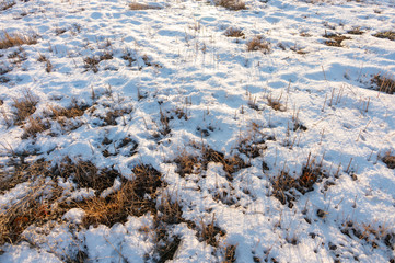 frozen wetland, winter field, a lot of snow fell after a snowstorm, cold weather, dry autumn, tall grass bends under the weight of snowdrifts, natural landscape, background texture