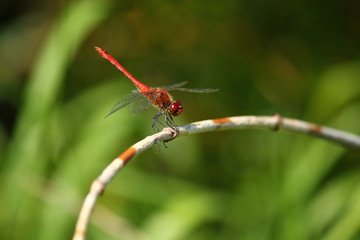 red dragonfly on a green background