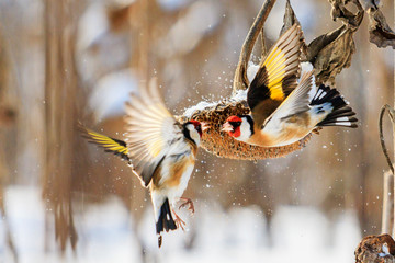 goldfinches fight in the winter for sunflower