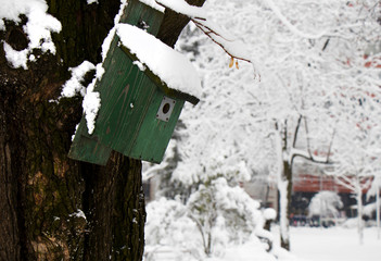 Green wooden bird house on a tree in a park on a snowy winter day gives shelter to small city birds