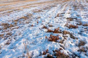 frozen wetland, winter field, a lot of snow fell after a snowstorm, cold weather, dry autumn, tall grass bends under the weight of snowdrifts, natural landscape, background texture