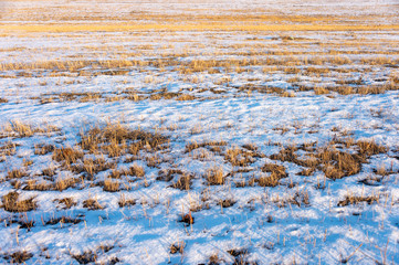 frozen wetland, winter field, a lot of snow fell after a snowstorm, cold weather, dry autumn, tall grass bends under the weight of snowdrifts, natural landscape, background texture