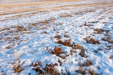 frozen wetland, winter field, a lot of snow fell after a snowstorm, cold weather, dry autumn, tall grass bends under the weight of snowdrifts, natural landscape, background texture