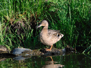 A duck near grass on a pond.