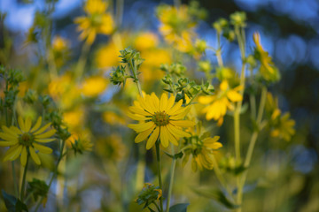 field of sunflowers