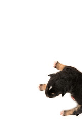 puppy isolated in white background