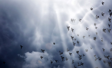 Rain clouds in the sky and a flock of pigeons. The religious concept of faith, the rays of the sun...
