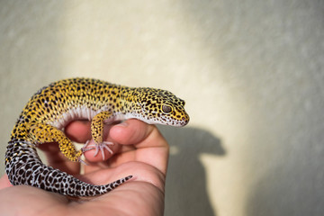 Eublepharis is cute leopard gecko sits on the hand. - obrazy, fototapety, plakaty