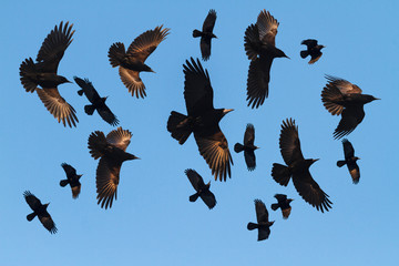 mystical black birds with a reflection on the feathers fly in the sky