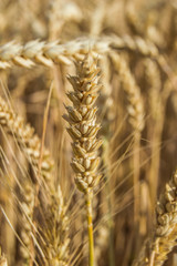 wheat field of ripe wheat