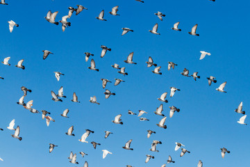 pigeons fly with open wings in the blue sky